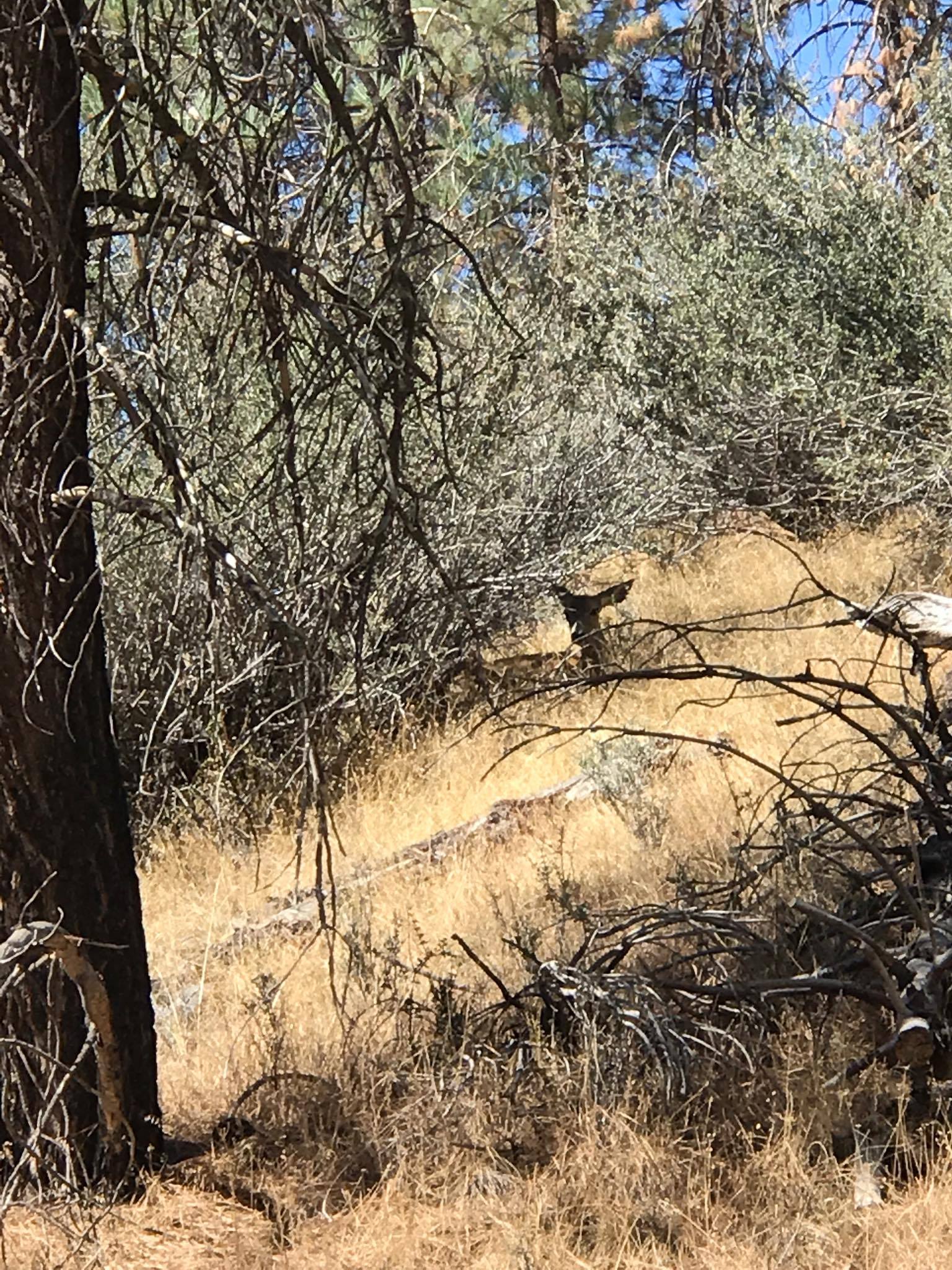 Kenny from AZ Diggs the CLARITY of his Midas 10X50 Binoculars!